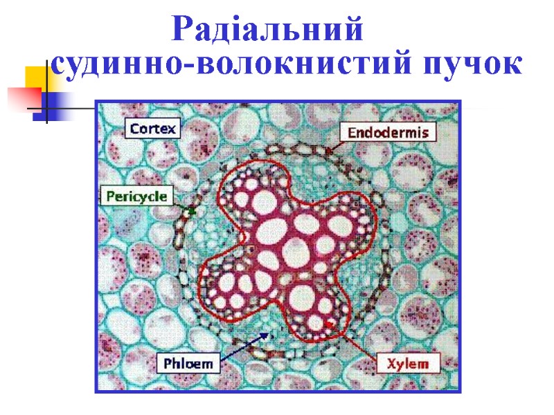 Радіальний   судинно-волокнистий пучок
